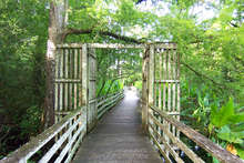 Audobon Corkscrew Swamp Sanctuary not far from town...