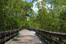 Boardwalk through mangrove preserves to Pelican Bay's private beach clubs