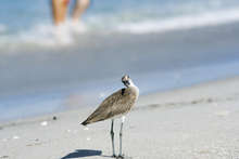 Beach_beauties_and_bird_cropped_2x